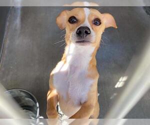 Chihuahua Dogs for adoption in Orange, CA, USA