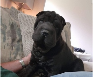 Father of the Chinese Shar-Pei puppies born on 03/04/2024