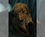 Small Photo #1 Goldendoodle Puppy For Sale in HUNTINGTON, IN, USA