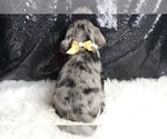 Small Photo #41 Cocker Spaniel Puppy For Sale in WARSAW, IN, USA