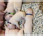 Small Photo #10 Dogo Argentino Puppy For Sale in BROOMALL, PA, USA