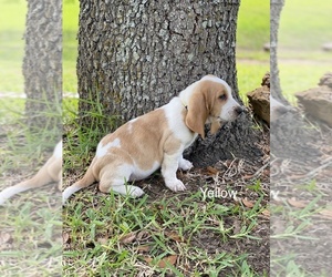 Basset Hound Puppy for sale in EUSTACE, TX, USA