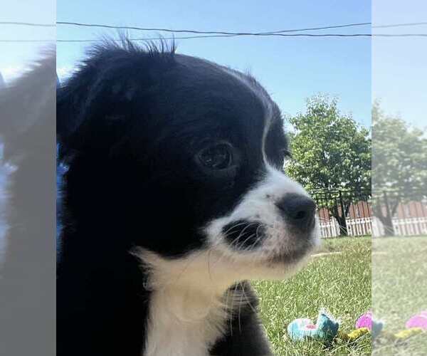 Medium Photo #2 American Pit Bull Terrier-Chihuahua Mix Puppy For Sale in Springdale, PA, USA