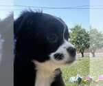 Small #1 American Pit Bull Terrier-Chihuahua Mix