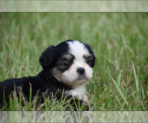 Auss-Tzu Puppy for sale in PALM COAST, FL, USA