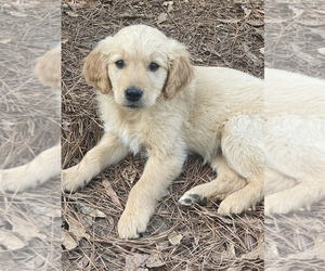 Golden Retriever Puppy for sale in BLOOMBURG, TX, USA
