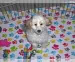 Small #3 Cavapoo-Poodle (Miniature) Mix