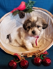Mal-Shi Puppy for sale in ANDERSON, AL, USA