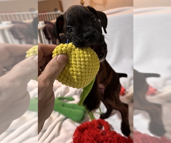Medium Photo #3 Boxer Puppy For Sale in LANSING, MI, USA