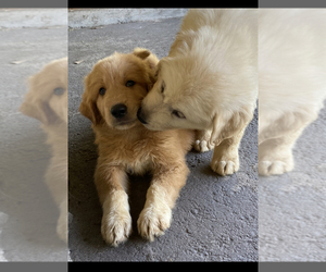 Great Pyrenees-Pyredoodle Mix Puppy for sale in SPARKS, GA, USA