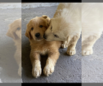 Small Photo #1 Great Pyrenees-Pyredoodle Mix Puppy For Sale in SPARKS, GA, USA