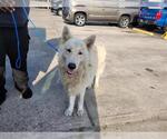 Small Pyrenees Husky