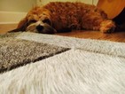 Small Photo #1 Cavapoo Puppy For Sale in BRENTWOOD, TN, USA