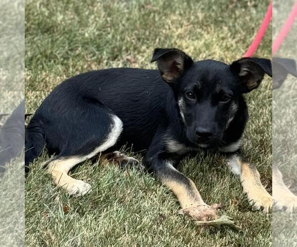 Medium Photo #4 German Shepherd Dog-Unknown Mix Puppy For Sale in Yardley, PA, USA