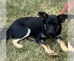 Small #3 German Shepherd Dog Mix