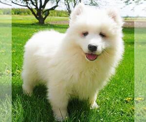 Samoyed Puppy for sale in THORP, WI, USA