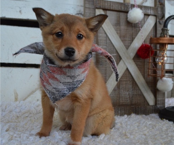 Medium Photo #1 Border Collie-Shiba Inu Mix Puppy For Sale in HONEY BROOK, PA, USA