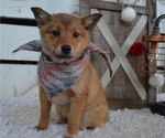 Small Photo #1 Border Collie-Shiba Inu Mix Puppy For Sale in HONEY BROOK, PA, USA
