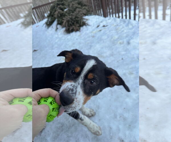 Medium Photo #2 Mutt Puppy For Sale in Garden City, NY, USA