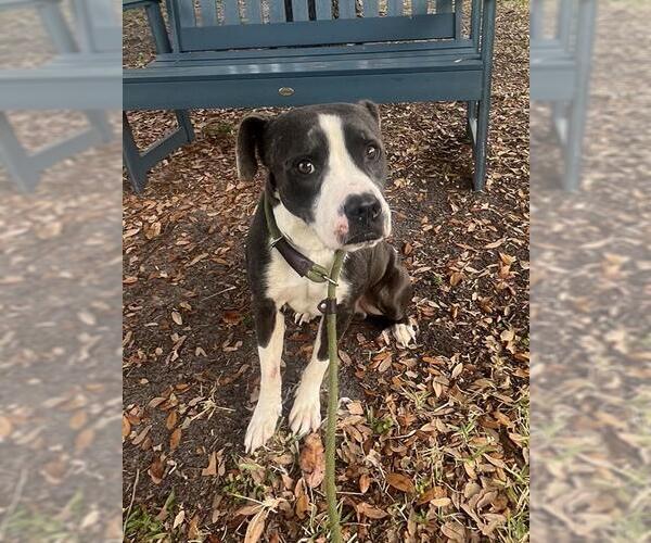 Medium Photo #1 Labrador Retriever-Unknown Mix Puppy For Sale in Fort Lauderdale, FL, USA