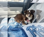 Small Miniature Australian Shepherd