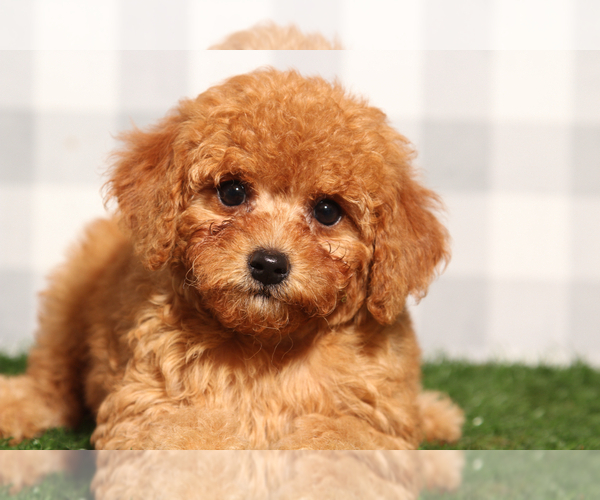 Medium Photo #1 Goldendoodle (Miniature) Puppy For Sale in MARIETTA, GA, USA