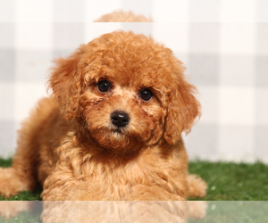 Goldendoodle (Miniature) Puppy for sale in MARIETTA, GA, USA