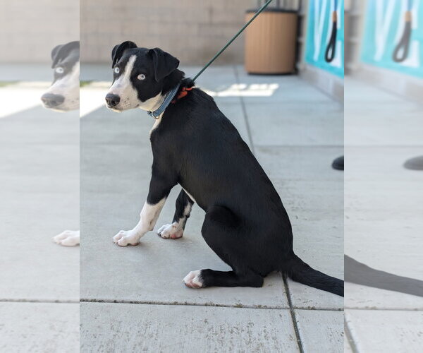 Medium Photo #2 Labrador Retriever Puppy For Sale in Salinas, CA, USA