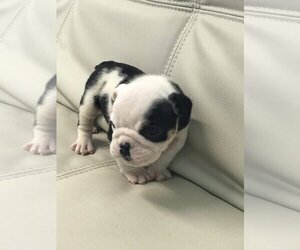 Bulldog Puppy for sale in BLACKHAWK, CA, USA