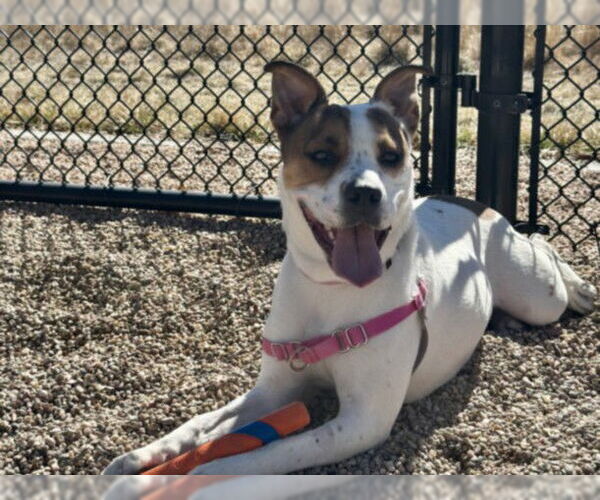 Medium Photo #1 American Bulldog-Unknown Mix Puppy For Sale in Fort Collins, CO, USA