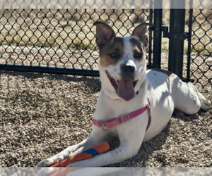 American Bulldog-Unknown Mix Dogs for adoption in Fort Collins, CO, USA