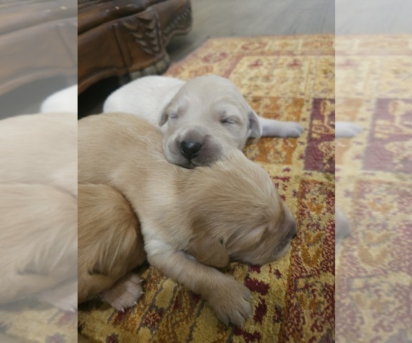 Medium Photo #3 Golden Retriever Puppy For Sale in ELVERTA, CA, USA