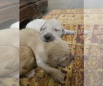 Small #2 Golden Retriever