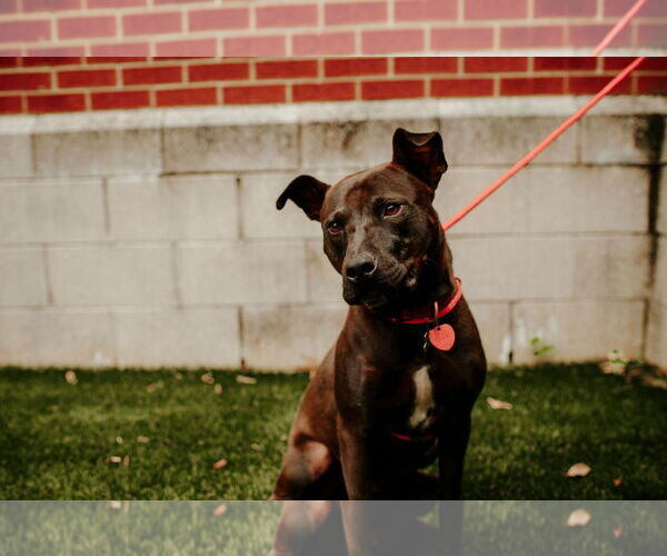 Medium Photo #10 Mutt Puppy For Sale in Holly Springs, NC, USA