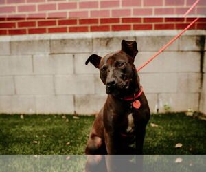 Buddy - Male Mutt Dog for Adoption - Photo #10