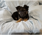 Small Photo #3 Chorkie-Yorkshire Terrier Mix Puppy For Sale in MANSFIELD, TX, USA
