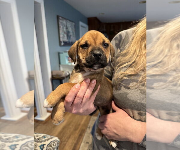 Medium Photo #6 Labrottie Puppy For Sale in Brewster, NY, USA