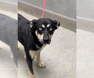 German Shepherd Dog-Unknown Mix Dogs for adoption in Las Vegas, NV, USA