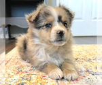 Small Photo #2 Miniature Australian Shepherd Puppy For Sale in BEATTY, OR, USA