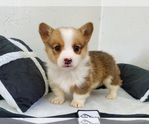 Pembroke Welsh Corgi Puppy for sale in CLARK, MO, USA