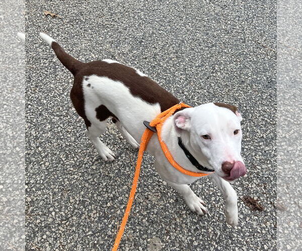 Medium Photo #2 Pointer-Unknown Mix Puppy For Sale in McCormick, SC, USA