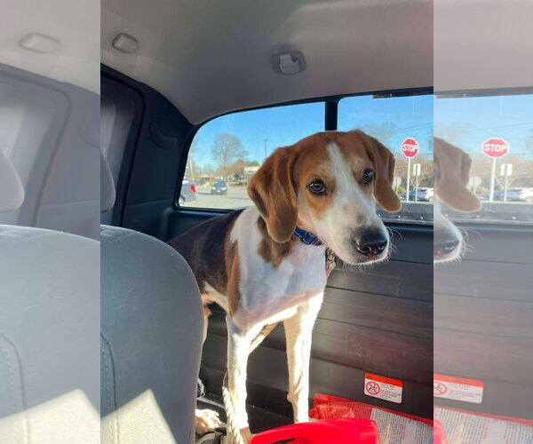 Medium Photo #9 Mutt Puppy For Sale in Rustburg, VA, USA