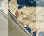 Small Photo #2 Goldendoodle Puppy For Sale in N HIGHLANDS, CA, USA