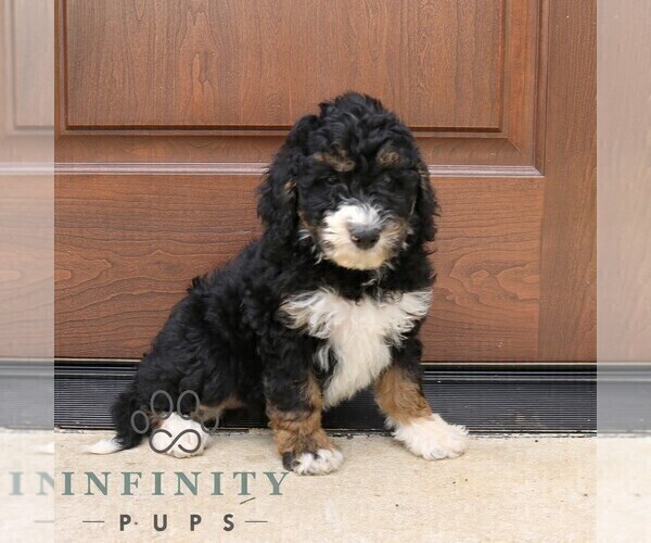 Medium Photo #5 Bernedoodle (Miniature) (+ Poodle Miniature) Puppy For Sale in NARVON, PA, USA