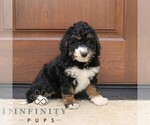 Small #4 Bernedoodle (Miniature) (+ Poodle Miniature)