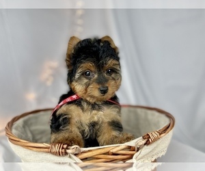 Yorkshire Terrier Puppy for sale in HUFFMAN, TX, USA