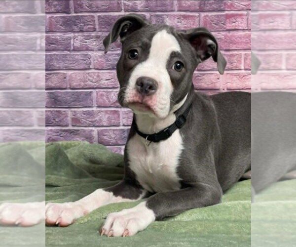 Medium Photo #1 Mutt Puppy For Sale in Lakewood, CO, USA