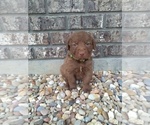 Puppy 7 Chesapeake Bay Retriever