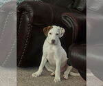 Small #19 Bullboxer Pit