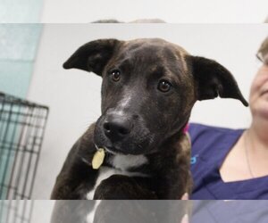 Labrador Retriever-Plott Hound Mix Dogs for adoption in Mountain Home, AR, USA